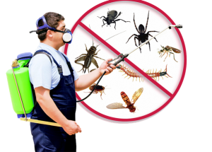 Six Ways To Prevent House Flies This Summer - Life Health Max