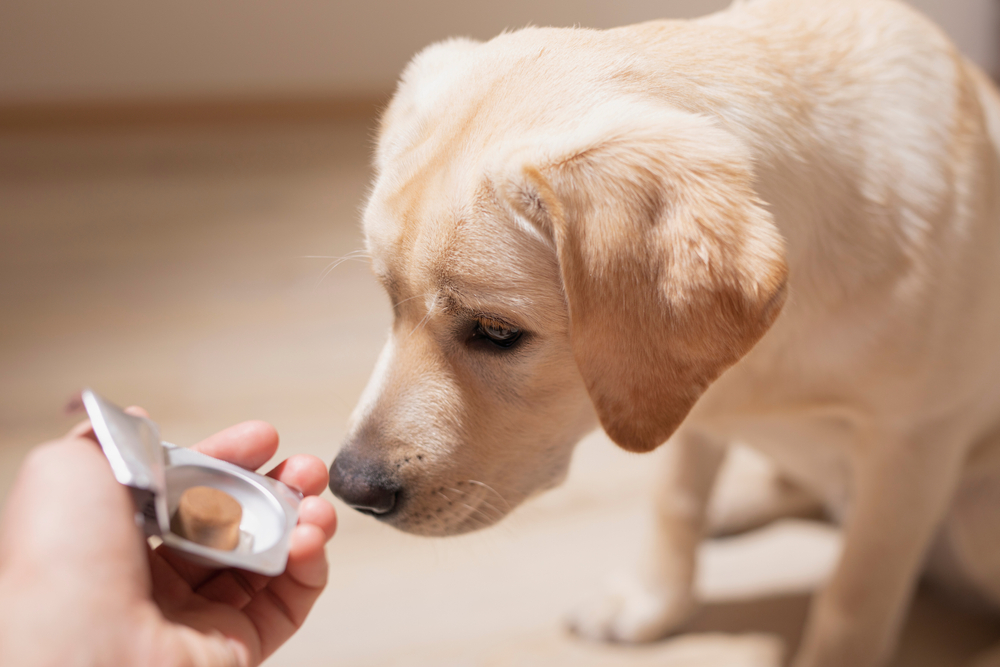 Dog,Breed,Labrador,Gets,Pills,,Vitamins,,Delicacy,From,Hand,Of